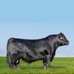 Irmãos Brant - DRIFTER CV