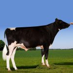 Irmãos Brant - NOONTIME CV