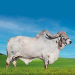 Irmãos Brant - PICASSO CV