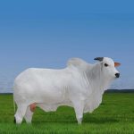 Irmãos Brant - RIFLE CV