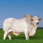 Irmãos Brant - WIFI AJ CV