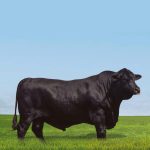 Irmãos Brant - MR CARCAÇA CV