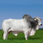 Irmãos Brant - SADHAN COL CV