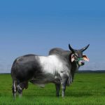 Irmãos Brant - TALIO CV