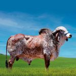 Irmãos Brant - MARITIMO FIV SF