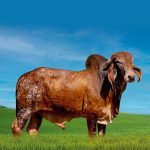 Irmãos Brant - ACERVO FIV CV