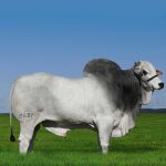 Irmãos Brant - TEMPO CV