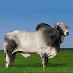 Irmãos Brant - DODGE MATINHA CV