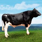 Irmãos Brant - ARM JORBEN 1150 CV