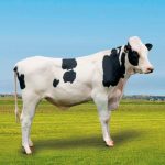 Irmãos Brant - LOLO CV