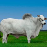 Irmãos Brant - CAMAROTE EAO CV