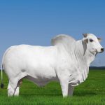 Irmãos Brant - EXITO EAO CV