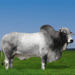 Irmãos Brant - DIVISOR CV