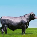 Irmãos Brant - HOME FIELD CV