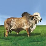 Irmãos Brant - TONICO CV