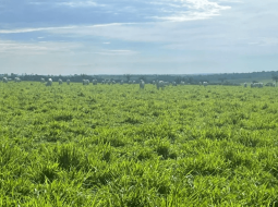 Irmãos Brant - Pasto irrigado: como diluir o custo e multiplicar a lotação da fazenda em até 10 vezes?
