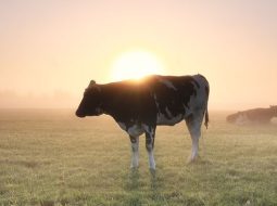 Irmãos Brant - COP 30 e a produção leiteira