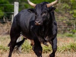 Irmãos Brant - Mickey Mouse supera Acesso Negado e se torna o mais caro touro de rodeio do Brasil