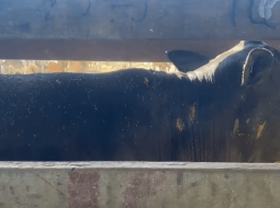 Irmãos Brant - Controle estratégico da mosca-dos-chifres no período das águas garante maior produtividade e bem-estar ao rebanho