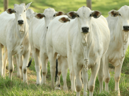 Irmãos Brant - Pecuária brasileira cresce com sustentabilidade e lidera exportações mundiais