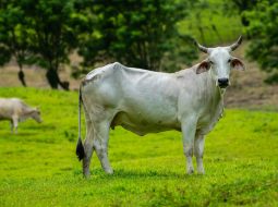 Irmãos Brant - Estudos de dieta energética triplica Retorno financeiro e aumenta produção de embriões em novilhas