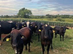 Irmãos Brant - [CEPEA] O Boletim do Leite de outubro já está disponível