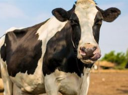 Irmãos Brant - O momento da inseminação e fertilidade em vacas leiteiras