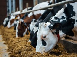 Irmãos Brant - Fatores que determinam a rentabilidade de fazendas leiteiras