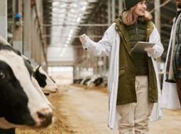 Irmãos Brant - Tecnologia e bem-estar: como a Pecuária 4.0 está transformando a produção leiteira