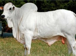 Irmãos Brant - Preços do boi gordo seguem firmes e dados históricos apontam um nov/25 favorável aos pecuaristas