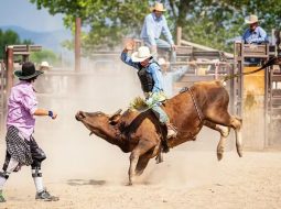 Irmãos Brant - Por que o touro pula no rodeio? Entenda o comportamento