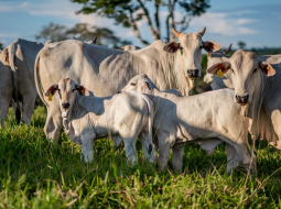 Irmãos Brant - Preço do boi gordo tem mais um dia de estabilidade na maior parte do Brasil