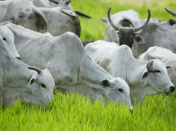 Irmãos Brant - Preço do boi gordo começa a semana com estabilidade