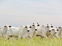 Irmãos Brant - Preço do boi gordo sobe em São Paulo e Mato Grosso