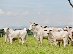 Irmãos Brant - Frigoríficos “apertam” pecuaristas, mas boi gordo segue firme, acima dos R$ 300/@ em SP