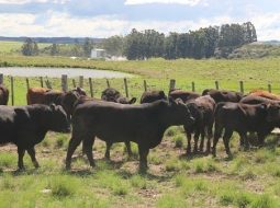 Irmãos Brant - Prova de Eficiência Alimentar Angus é realizada pela primeira vez com animais entre 9 e 12 meses