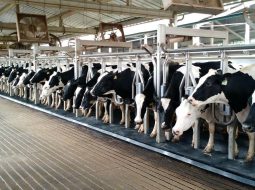 Irmãos Brant - Qualidade do leite: do úbere ao tanque