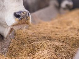 Irmãos Brant - Safra de milho segue reduzindo custos de confinamento no Brasil