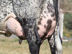 Irmãos Brant - Suplementação de vacas leiteiras no período seco