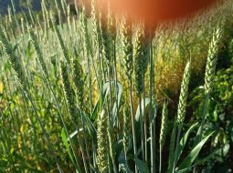 Irmãos Brant - Nova alimentação de gado traz benefícios no campo em Setubinha