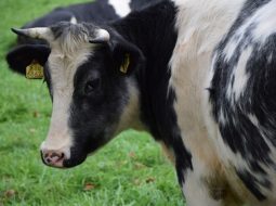 Irmãos Brant - O truque americano que transformou vaca leiteira em boi de corte