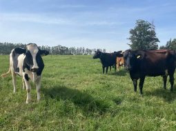 Irmãos Brant - Produção de leite pode reduzir em até 70% o uso de água com boas práticas e manejo eficiente