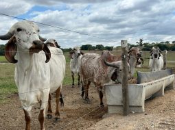 Irmãos Brant - Visita técnica à Girolando Elma fortalece parceria com o Programa SENAR–FAENG–ATG