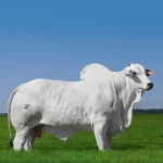 Irmãos Brant - FEDERAL EAO CV