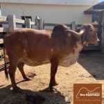 Irmãos Brant - TRAPEZISTA LAPA VM