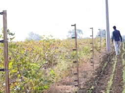 Irmãos Brant - Cerca elétrica: por que ela é mais barata e eficiente na fazenda? Especialista responde