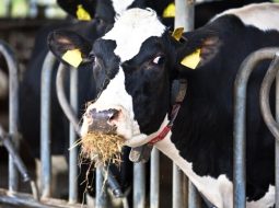 Irmãos Brant - Como a dieta da vaca molda o desempenho da bezerra?