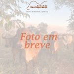 Irmãos Brant - ARABIA FIV 2B