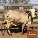 Irmãos Brant - CORDILHEIRA FIV DO BASA