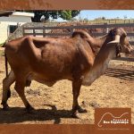 Irmãos Brant - UDANA 2B